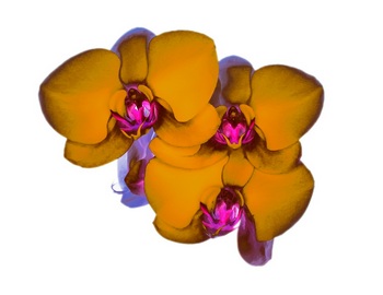 F 043E